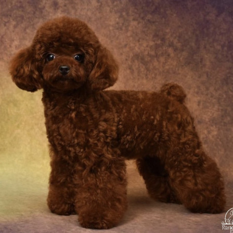 Toy Poodle
