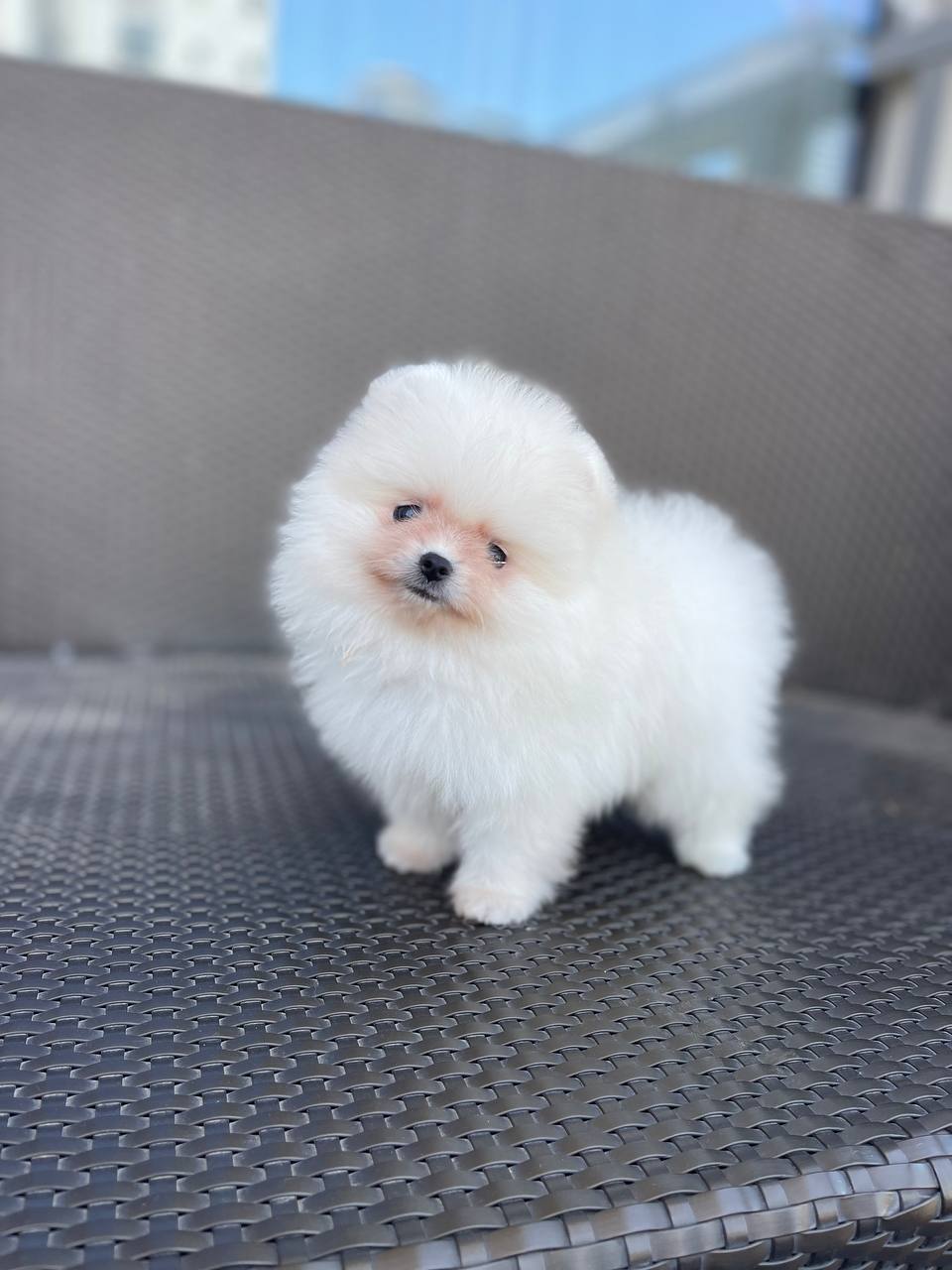 Pomeranian