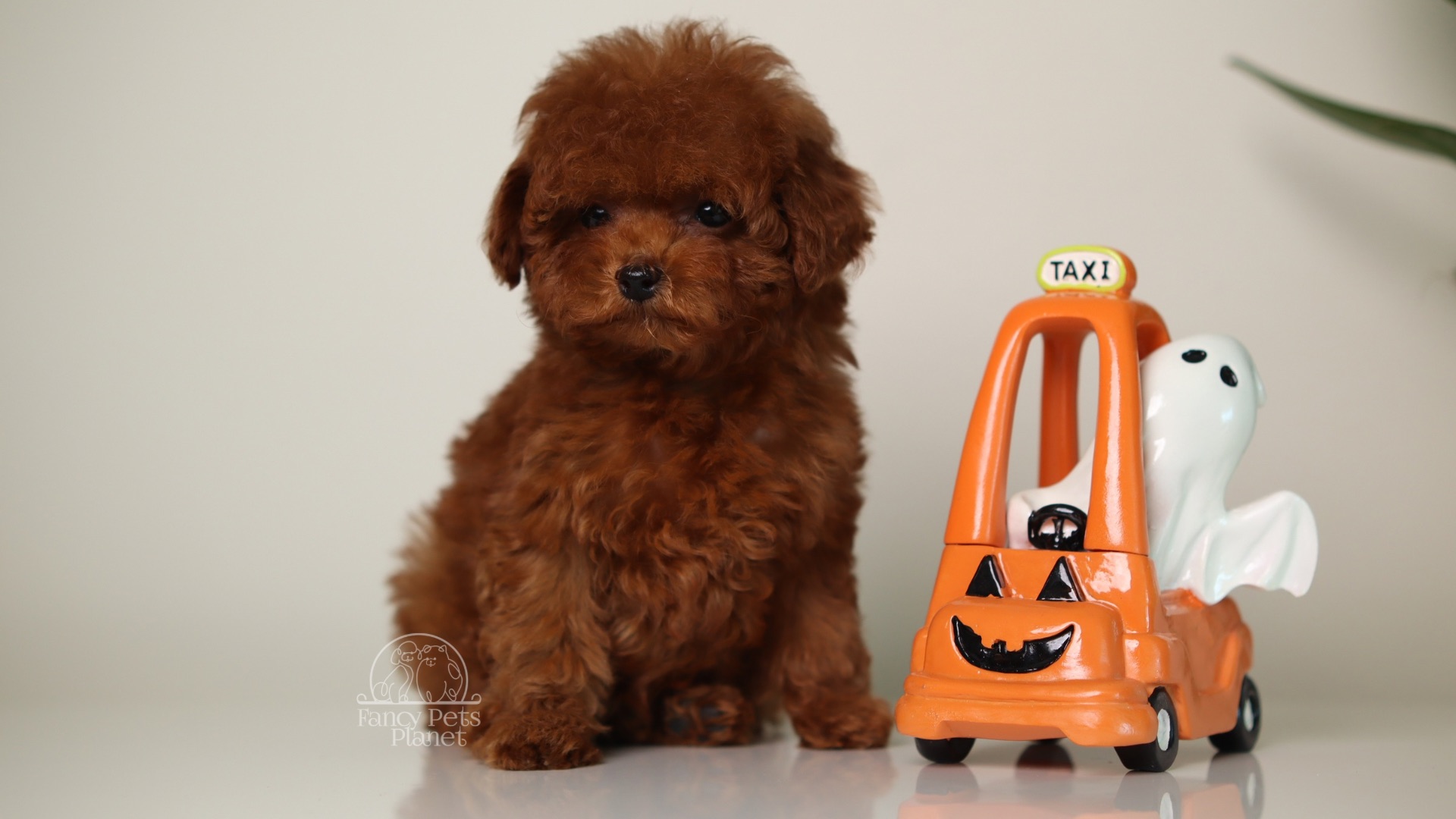 Toy Poodle