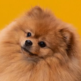 Pomeranian