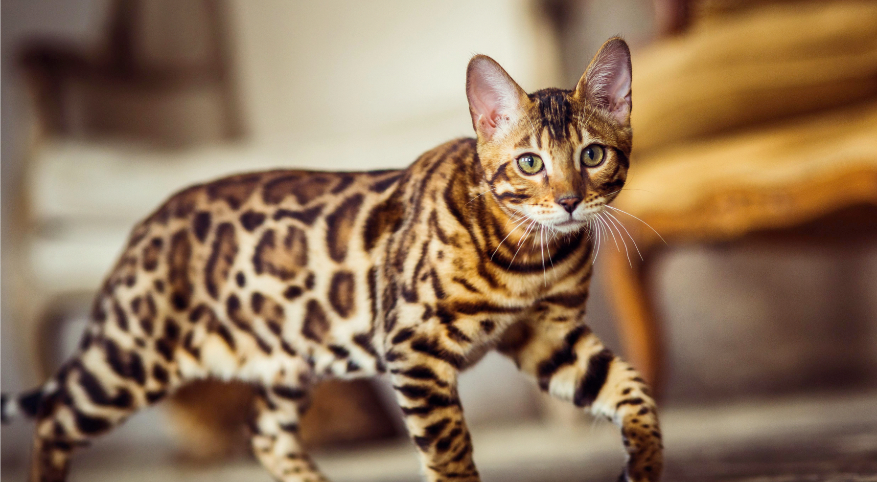 Bengal