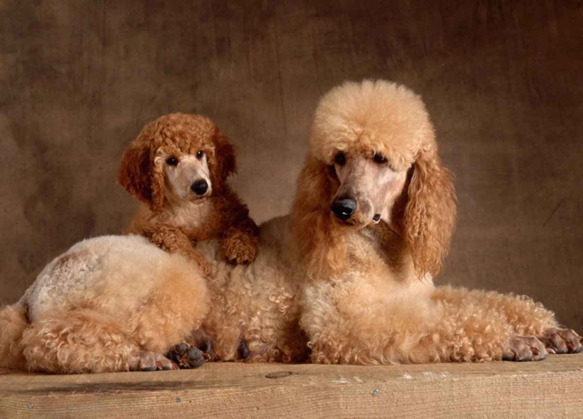 Poodle