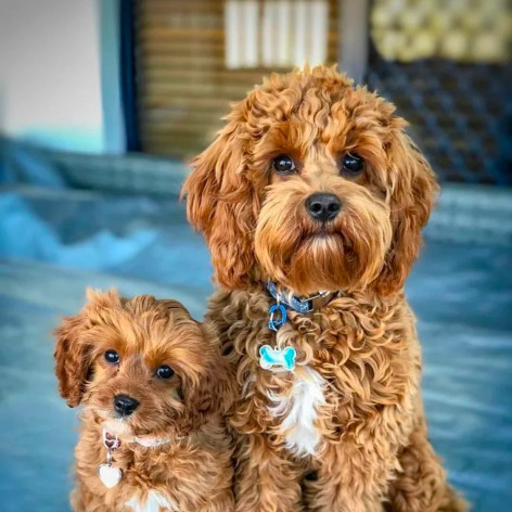 Puppy