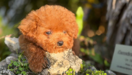 Happily Homed - TEACUP MARY