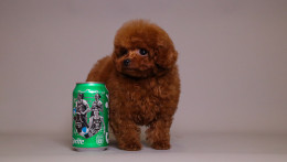 TARIX Tiny Red Toy Poodle