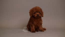 ROMEO  DEEP CHERRY RED TEACUP TOY POODLE