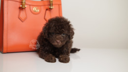 LUCAS — CHOCOLATE PHANTOM MALE WITH BLUE EYES