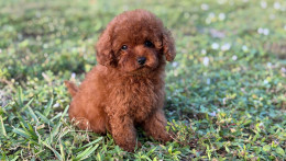 Happily Homed- Chanel 