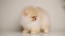 SKY – TINY CREAM POM 