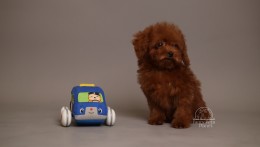 ROMEO  DEEP CHERRY RED TEACUP TOY POODLE