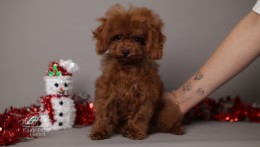 ROMEO  DEEP CHERRY RED TEACUP TOY POODLE