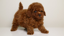 CHRISTIAN DIOR MAHOGANY RED MALE