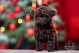 Amore Dark Chocolate Toy