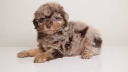 LUCILE — CHOCOLATE MERLE