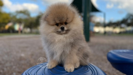 Rey Light Orange Pom