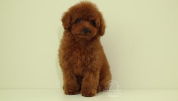 LouLou cherry red Toy poodle