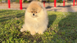 Rey Light Orange Pom