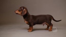 Alfie AKC Mini Dachshund