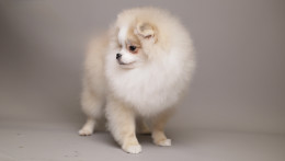 AMELIE — CREAM WHITE PARTI TEDDY BEAR POM