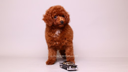 Onyx 