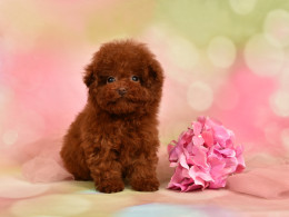 LILLY ULTRA TINY TEACUP CHERRY RED TOY