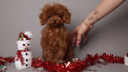 ROMEO  DEEP CHERRY RED TEACUP TOY POODLE