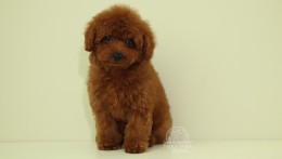 LouLou cherry red Toy poodle