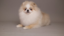 AMELIE — CREAM WHITE PARTI TEDDY BEAR POM