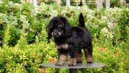 CARLOS BLACK PHANTOM TOY–MINI