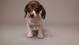 Darvin AKC Mini Dachshund