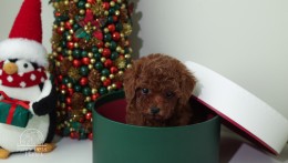 Luna Cherry Red teacup