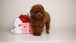 TINY TEACUP MING – MAHOGANY RED TOY 