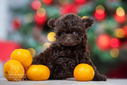 Amore Dark Chocolate Toy