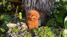 Happily Homed - TEACUP MARY