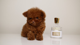 TEO ULTRA TINY TEACUP