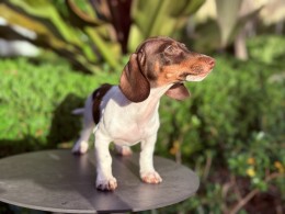 Darvin AKC Mini Dachshund