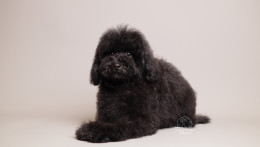 Benji Black Toy poodle