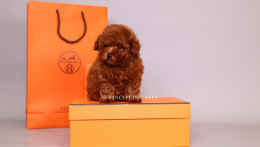 HERMES 