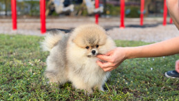 Rey Light Orange Pom