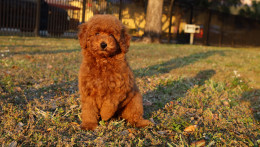 NALA – RED AKC MINIATURE POODLE