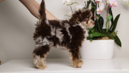 LUELLA DARK CHOCOLATE MERLE