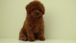LouLou cherry red Toy poodle