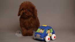 ROMEO  DEEP CHERRY RED TEACUP TOY POODLE