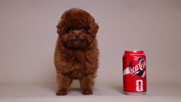 TORRENCE  MAHOGANY RED TOY POODLE