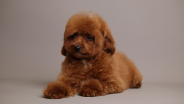 Nova Red Unique teddy bear