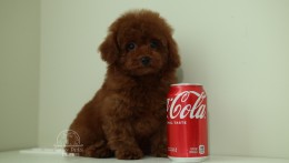 MARCEL – DEEP RED TOY POODLE