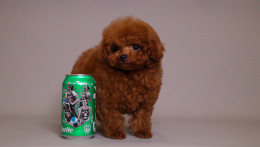 TARIX Tiny Red Toy Poodle