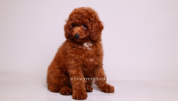 Onyx 