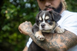 SANJI TRICOLOR COCO & TAN AKC 