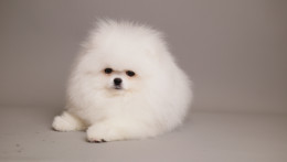 ARIA SNOW WHITE TEDDY BEAR POM